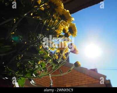 Chrysantheme von gelber Farbe in einem Topf auf offenem Fenster im Sommer bei sonnigem Wetter. Blumenzucht als Hobby. Blumenzucht zu Hause. Fassade und Stockfoto