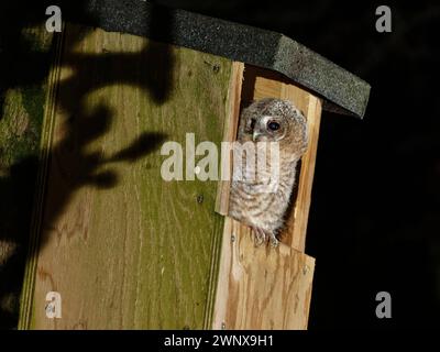 Tawny-Eule (Strix aluco)-Küken, die im Eingang zu einem Nistkasten sitzen und herumschauen, als sie einen Elternteil hört, der sie füttern will, Wiltshire Garden, U Stockfoto