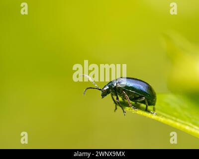 Erlenblattkäfer (Agelastica alni), der gerade von einem Blatt in einem Garten abhebt, Wiltshire, Großbritannien, Juni. Stockfoto