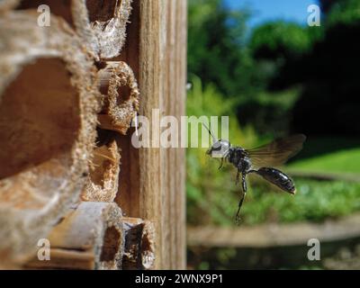 Blattlauswespe (Pemphredon sp.) Flug zu seinem Nest in einem Insektenhotel mit einer gelähmten Rose Blattlaus (Macrosiphum rosae), um seine Larven zu füttern, Wiltshire, Großbritannien. Stockfoto