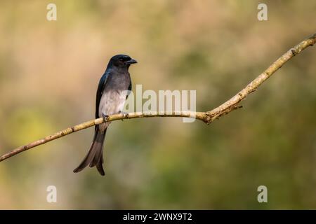 Weißbauchige Drongo - Dicrurus caerulescens, wunderschöner schwarzer, hockender Vogel aus asiatischen Büschen und Wäldern, Nagarahole Tiger Reserve, Indien. Stockfoto