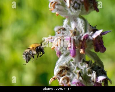 Gemeine Carderbiene (Bombus pascuorum), die zum Lammohr (Stachys byzantina) fliegt, blüht in einem Gartenbeet nach Nectar, Wiltshire, Großbritannien, Juli. Stockfoto