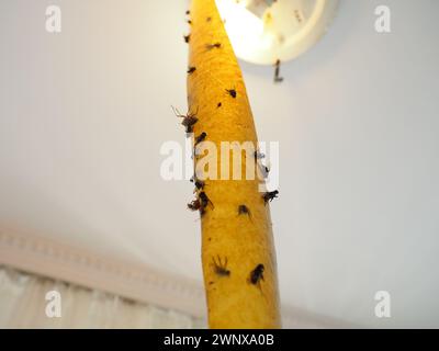 Klebendes Insektizidband zum Schutz vor Kriechern und fliegenden Insekten, aufgehängt unter der Leinwand neben der Lampe. Festsitzende und tote Fliegen, Käfer Stockfoto