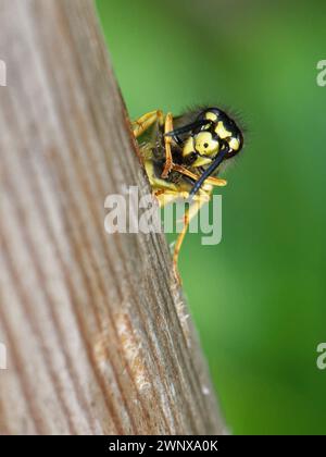 Deutsche Wespenarbeiter (Vespula germanica), der seine Kiefer auf einem Holzpfosten in einem Garten pflegt, Wiltshire, Großbritannien, Juli. Stockfoto