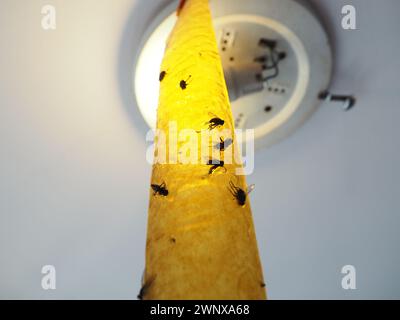 Klebendes Insektizidband zum Schutz vor Kriechern und fliegenden Insekten, aufgehängt unter der Leinwand neben der Lampe. Festsitzende und tote Fliegen, Käfer Stockfoto