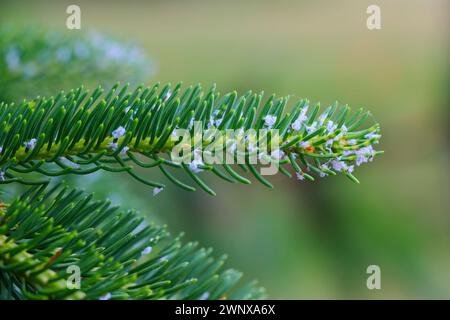 Wolllärchenblattlaus oder Lärchenadelges (Adelges laricis). Blattläuse auf dem Spross der gemeinen Fichtenbäume. Stockfoto