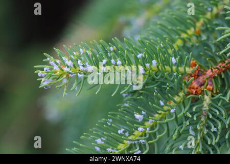 Wolllärchenblattlaus oder Lärchenadelges (Adelges laricis). Blattläuse auf dem Spross der gemeinen Fichtenbäume. Stockfoto