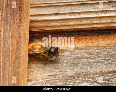 Rote maurerbiene (Osmia bicornis), die aus ihrem Nest in der Wand eines hölzernen Gartenschuppen auftaucht, Wiltshire, Großbritannien, Mai Stockfoto