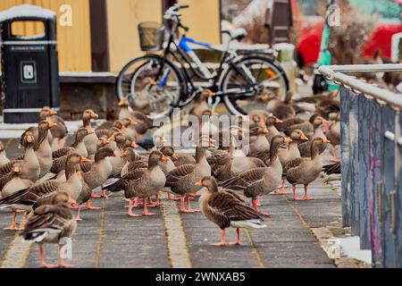 Eine Herde von Enten, die auf einer kopfsteingepflasterten Straße mit Fahrrädern und farbenfrohem Hintergrund spazieren. Ort: Reykjavik Island. Stockfoto