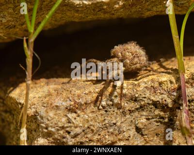 Wolfsspinne (Pardosa sp.) Weiblich mit einer Masse von jüngst geschlüpften Jungen auf dem Rücken, sonnt sich an einer Gartenmauer, Wiltshire, Großbritannien, Juni. Stockfoto