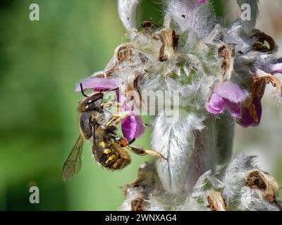 Wollkraut-Biene (Anthidium manicatum) weibliche Nektarie von Lamb’s Ohr (Stachys byzantina) Blüten in einem Gartenblumenbeet, Wiltshire, Großbritannien, Juli. Stockfoto
