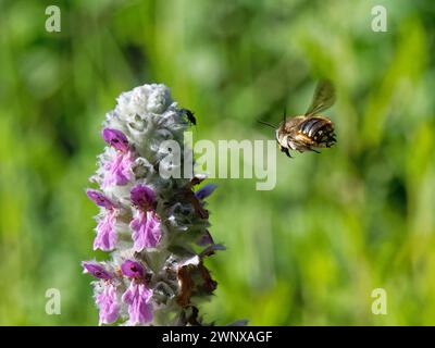 Wollkrautbiene (Anthidium manicatum), männlich, der auf das Lammohr (Stachys byzantina) zufliegt, um eine Pflanze saugende Käfer auf ihrem Territorium zu entfernen Stockfoto