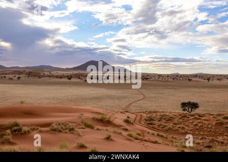Rote Sanddünen und Kameldornbäume Namibrand Namibia Stockfoto
