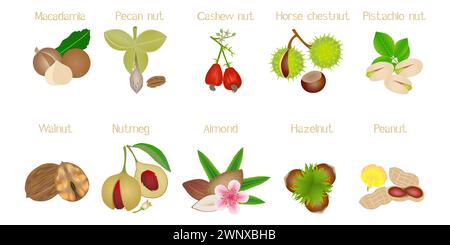 Set of nuts with names on a white background. Stock Vektor