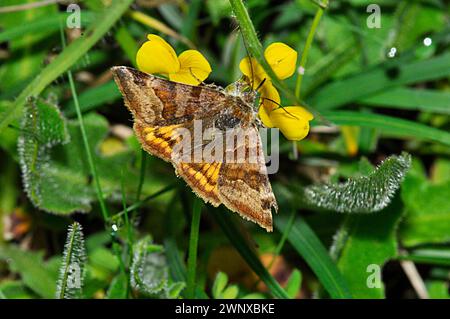 Burnet Companion Moth ' Euclidia glyphica' , der tagsüber auf Kreide im Lande von Mai bis Juni fliegt. Stockfoto