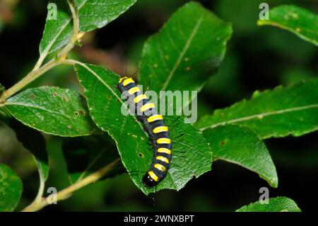 Alder Moth caterpillar, Acronicta alni, auf Blatt im Juli.ausgewachsene Larven; mit gelben und schwarzen Streifen und glänzenden, schwarzen, mit Clubspitze versehenen Seten.Somer Stockfoto