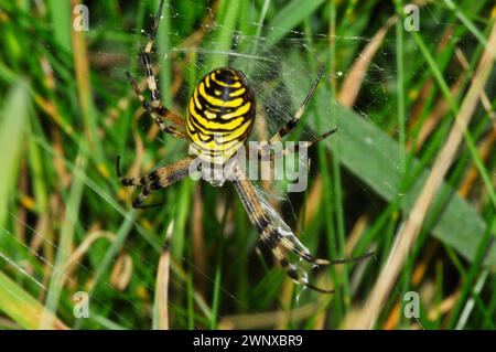 Wespenspinne, Argiope bruennichi, Teil der Art der Spinnen mit spinnenförmigem Abdomen, die im Grasland im Süden Englands gefunden werden Stockfoto