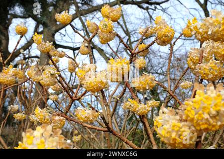 Gelbe Edgeworthia chrysantha ÔGrandifloraÕ, auch bekannt als Japanischer Paperbush oder Worthingtonia, in Blüte. Stockfoto