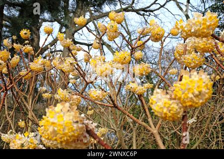 Gelbe Edgeworthia chrysantha ÔGrandifloraÕ, auch bekannt als Japanischer Paperbush oder Worthingtonia, in Blüte. Stockfoto