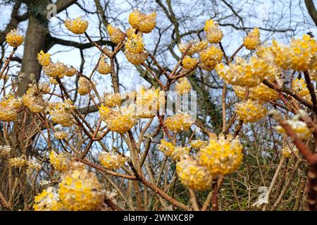 Gelbe Edgeworthia chrysantha ÔGrandifloraÕ, auch bekannt als Japanischer Paperbush oder Worthingtonia, in Blüte. Stockfoto