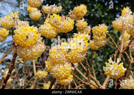 Gelbe Edgeworthia chrysantha ÔGrandifloraÕ, auch bekannt als Japanischer Paperbush oder Worthingtonia, in Blüte. Stockfoto