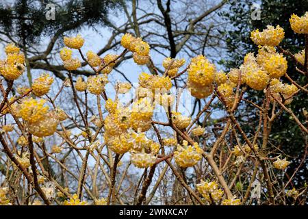 Gelbe Edgeworthia chrysantha ÔGrandifloraÕ, auch bekannt als Japanischer Paperbush oder Worthingtonia, in Blüte. Stockfoto