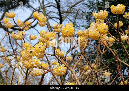 Gelbe Edgeworthia chrysantha ÔGrandifloraÕ, auch bekannt als Japanischer Paperbush oder Worthingtonia, in Blüte. Stockfoto