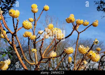 Gelbe Edgeworthia chrysantha ÔGrandifloraÕ, auch bekannt als Japanischer Paperbush oder Worthingtonia, in Blüte. Stockfoto