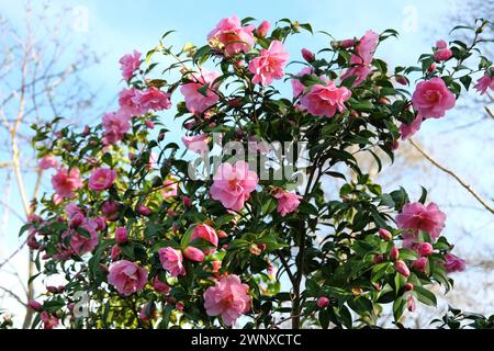 Rosafarbene Doppel-Kamellia williamsii „zierliche“ Blüte. Stockfoto