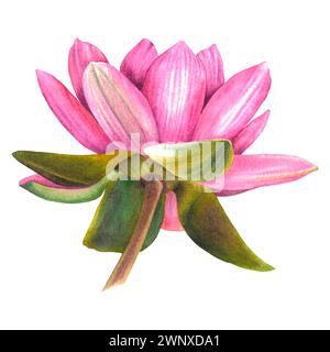 Seerose. Handgezeichnete Aquarellillustration von Lotus auf isoliertem Hintergrund für Spa-Design. Botanische Zeichnung einer rosa Blume. Skizze mit Blumenmuster Stockfoto