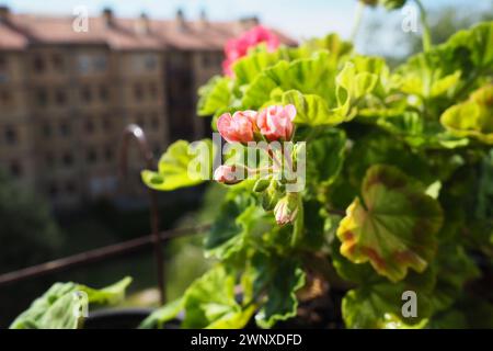 Rosafarbene Geranien auf der Fensterbank. Pelargonium peltatum ist eine Art von pelargonium, die unter den gebräuchlichen Bezeichnungen Pelargonium grandiflorum bekannt ist Stockfoto