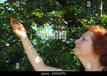 Die 40-jährige kaukasierin sammelt Kirschpflaume von einem Baum. Ernte in Serbien. Prunus cerasifera ist eine Pflaumenart, die unter den gebräuchlichen Bezeichnungen bekannt ist Stockfoto