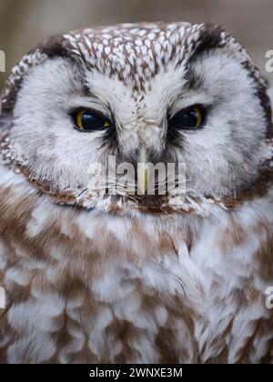 Borealeule (Aegolius funereus) in ihrer natürlichen Umgebung Stockfoto