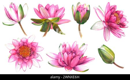 Set Seerosen. Handgezeichnete Aquarellillustration von rosa Lotusblüten und Knospen auf isoliertem Hintergrund. Botanische Malerei ist für Zen geeignet Stockfoto