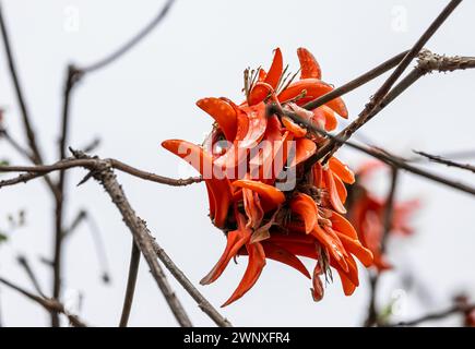 Große korallenrote Blume von Erythrina Caffra, Korallodendron. Afrikanische Flora, korallenblühender Baum, leuchtend orange Blumen. Frühling oktober in Südafrika. U Stockfoto