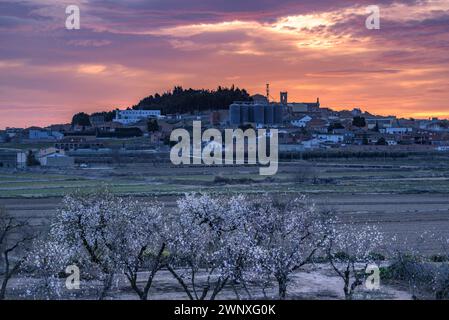 Roter Himmel über der Stadt Arbeca im Frühling mit blühenden Mandelbäumen (Les Garrigues, Lleida, Katalonien, Spanien) ESP: Cielo rojizo sobre Arbeca, Lérida Stockfoto