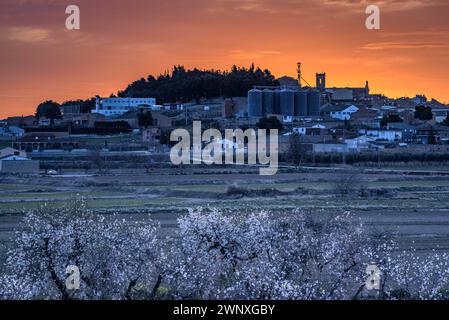 Roter Himmel über der Stadt Arbeca im Frühling mit blühenden Mandelbäumen (Les Garrigues, Lleida, Katalonien, Spanien) ESP: Cielo rojizo sobre Arbeca, Lérida Stockfoto