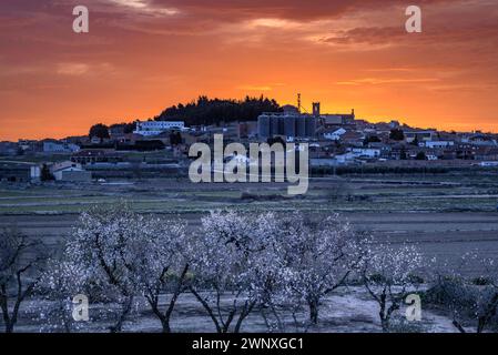 Roter Himmel über der Stadt Arbeca im Frühling mit blühenden Mandelbäumen (Les Garrigues, Lleida, Katalonien, Spanien) ESP: Cielo rojizo sobre Arbeca, Lérida Stockfoto