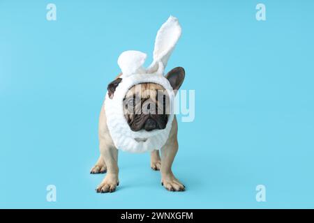 Süße französische Bulldogge im Häschen Kostüm auf blauem Hintergrund. Osterfeier Stockfoto