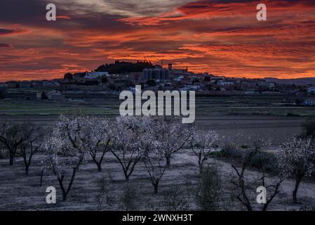 Roter Himmel über der Stadt Arbeca im Frühling mit blühenden Mandelbäumen (Les Garrigues, Lleida, Katalonien, Spanien) ESP: Cielo rojizo sobre Arbeca, Lérida Stockfoto