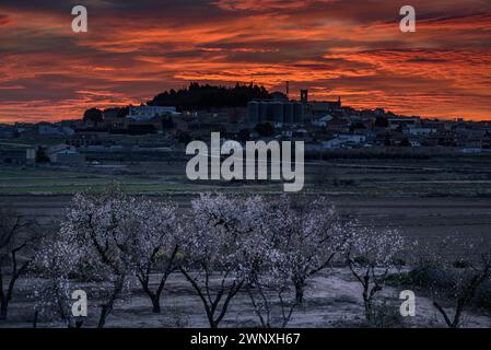 Roter Himmel über der Stadt Arbeca im Frühling mit blühenden Mandelbäumen (Les Garrigues, Lleida, Katalonien, Spanien) ESP: Cielo rojizo sobre Arbeca, Lérida Stockfoto