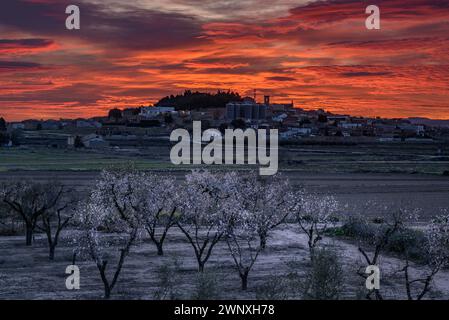 Roter Himmel über der Stadt Arbeca im Frühling mit blühenden Mandelbäumen (Les Garrigues, Lleida, Katalonien, Spanien) ESP: Cielo rojizo sobre Arbeca, Lérida Stockfoto