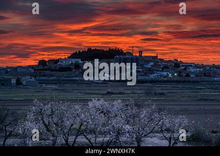 Roter Himmel über der Stadt Arbeca im Frühling mit blühenden Mandelbäumen (Les Garrigues, Lleida, Katalonien, Spanien) ESP: Cielo rojizo sobre Arbeca, Lérida Stockfoto