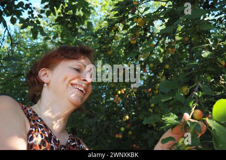 Die 40-jährige kaukasierin sammelt Kirschpflaume von einem Baum und lacht. Ernte in Serbien. Prunus cerasifera ist eine Pflaumenart, die unter der Bezeichnung Pflaumenart bekannt ist Stockfoto