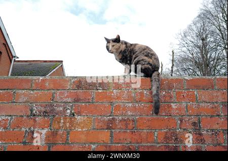 Tageslichtfarbe Grünäugige Tabby Cat Kitten lange Whisker und buschiger Schwanz, der auf einer roten Ziegelwand sitzt, blauer Himmel und weiße Wolken, Dach des Hauses, Bäume Stockfoto