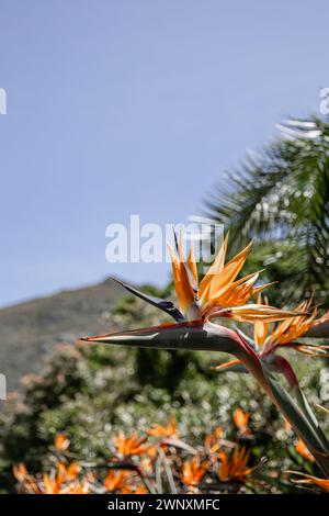Afrikanische Blumen. Strelitzia reginae, Paradies-Vogelblume vor dem Hintergrund eines Hügels und blauem Himmel. Die Flora Südafrikas. Erstaunliche Naturproduktion Stockfoto