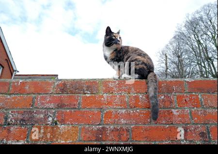 Tageslichtfarbe Grünäugige Tabby Cat Kitten lange Whisker und buschiger Schwanz, der auf einer roten Ziegelwand sitzt, blauer Himmel und weiße Wolken, Dach des Hauses, Bäume Stockfoto