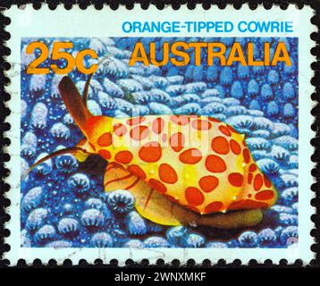 AUSTRALIEN - UM 1984: Eine in Australien gedruckte Marke aus der "Marine Life"-Ausgabe zeigt eine orangelippige Cowrie Stockfoto