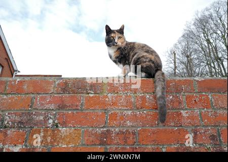 Tageslichtfarbe Grünäugige Tabby Cat Kitten lange Whisker und buschiger Schwanz, der auf einer roten Ziegelwand sitzt, blauer Himmel und weiße Wolken, Dach des Hauses, Bäume Stockfoto