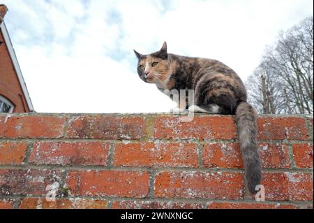 Tageslichtfarbe Grünäugige Tabby Cat Kitten lange Whisker und buschiger Schwanz, der auf einer roten Ziegelwand sitzt, blauer Himmel und weiße Wolken, Dach des Hauses, Bäume Stockfoto